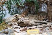 museum dhistoire naturelle blois 8-2025 2345